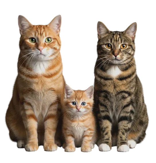AGILITY GATO Kitten / Urinary x 10 kgs. - Imagen 5